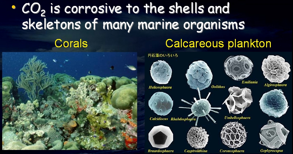 Ocean Acidification - Tiny Number has BIG Effect: 0.1 = 30% - John